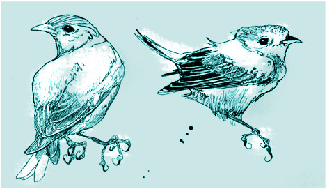 sketches of birds. This little ird study is the